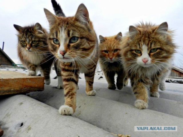 Боевые коты