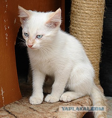УРРААА ! Котовторник на ЯПлакалъ !