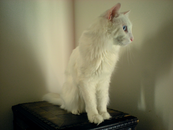 Начинаем котовторник!