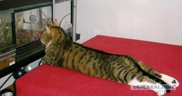 Котовторник объявляется открытым!