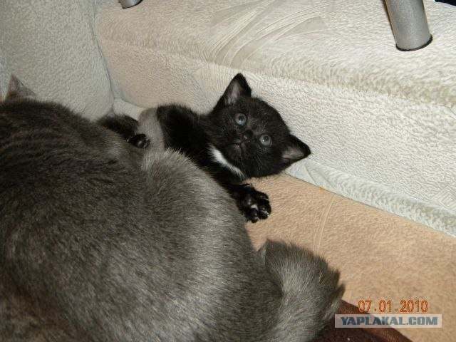 Котовторник в "КотоГетто"