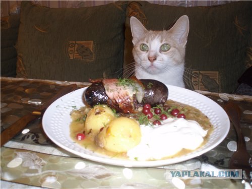 Первый КОТОВТОРНИК 2012