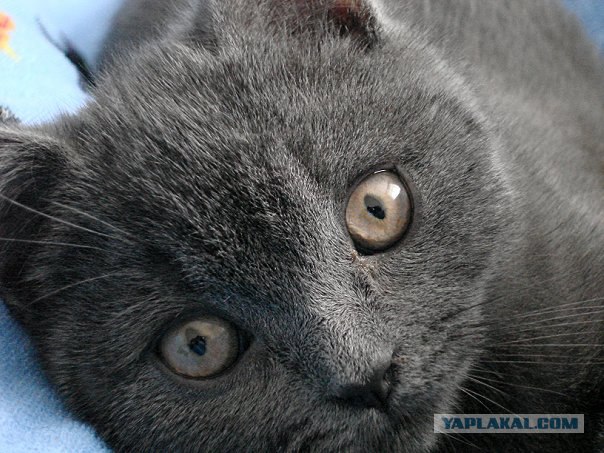 Котовторник (07.02.2012)