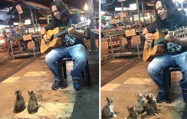 Живность из сети