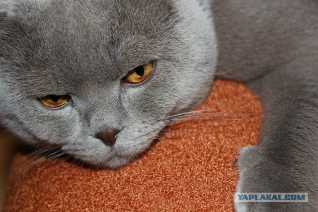 Котовторник (15.05.2012)