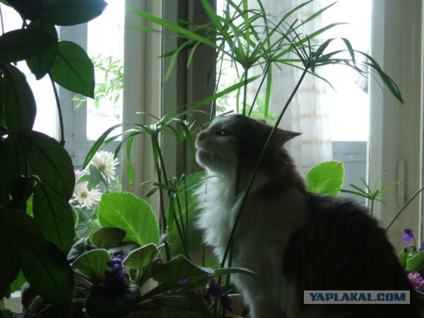 Котовторник 31.07.2012 г.