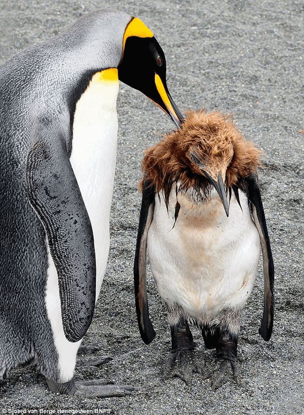 Молодые пингвины