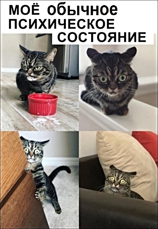 Картинки с котами и про котов