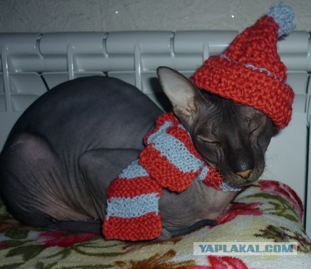 Новый тренд