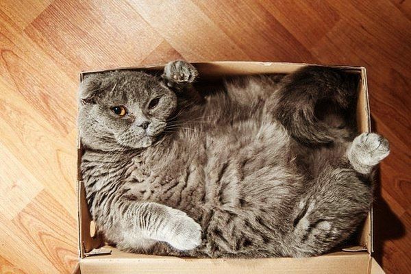 Забавные картинки с котами из сети