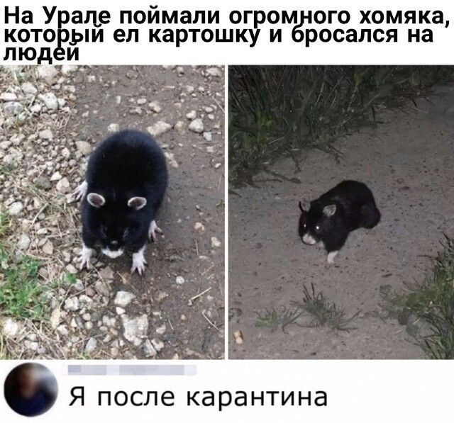 Так себе картинки 8