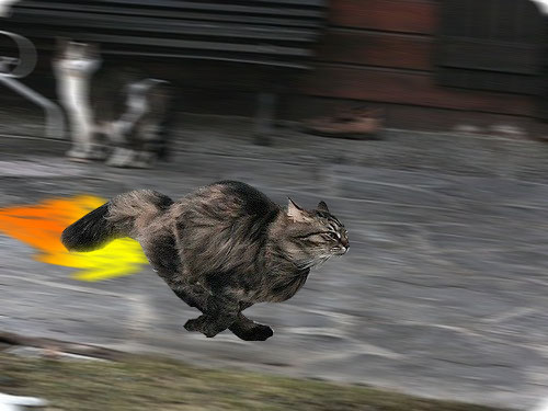 Быстрый кот