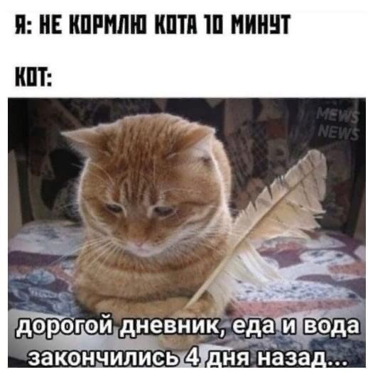 Разные картинки во вторник. С котами