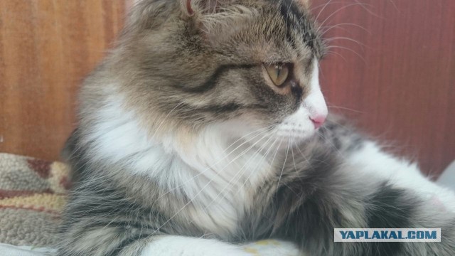 Лесная норвежская: Кошка-викинг с трёхслойной шубой научилась выживать при зубодробительных морозах