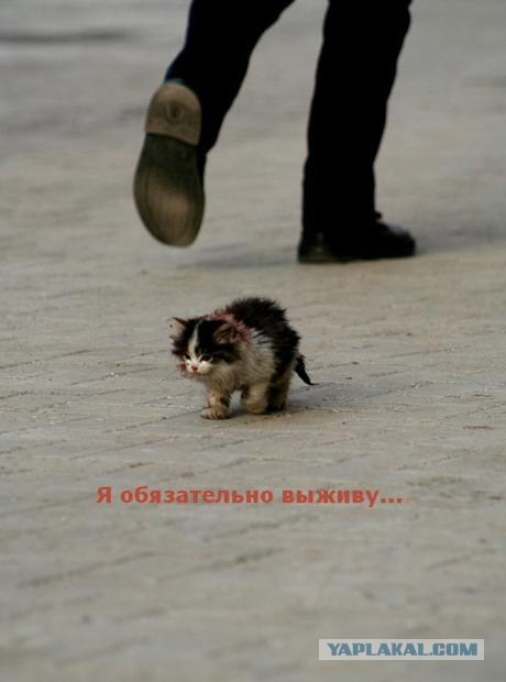 Кого спас байкер?