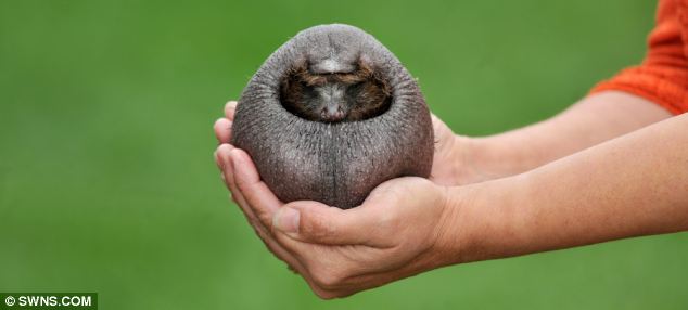Ёжик и зубная щётка