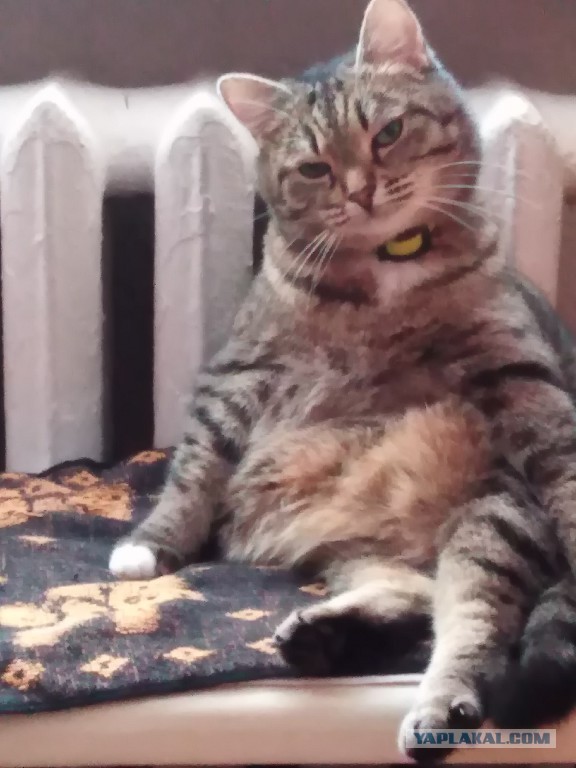 Котёнок Батон приветствует ЯПовцев