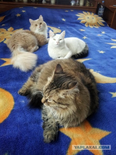 Котовторник 26.03.2013