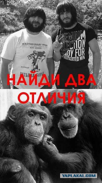 Человек - это подвид обезьяны