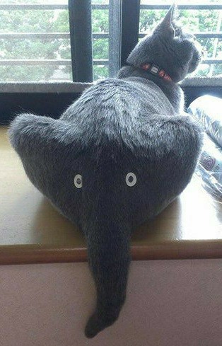 Жесть! Акула напала на кота и жрет! (18+)