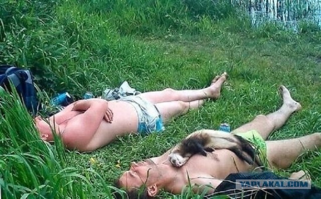 Что я узнал, пожив с хорьком