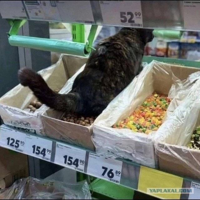 Всем любителям животных. Это норма?