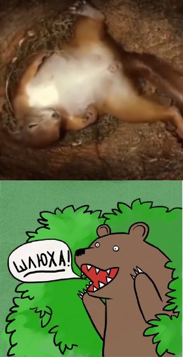 Гнездо белки изнутри