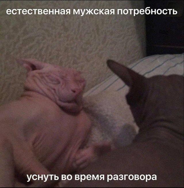 Картинки для деградации 305 (разной степени свежести)