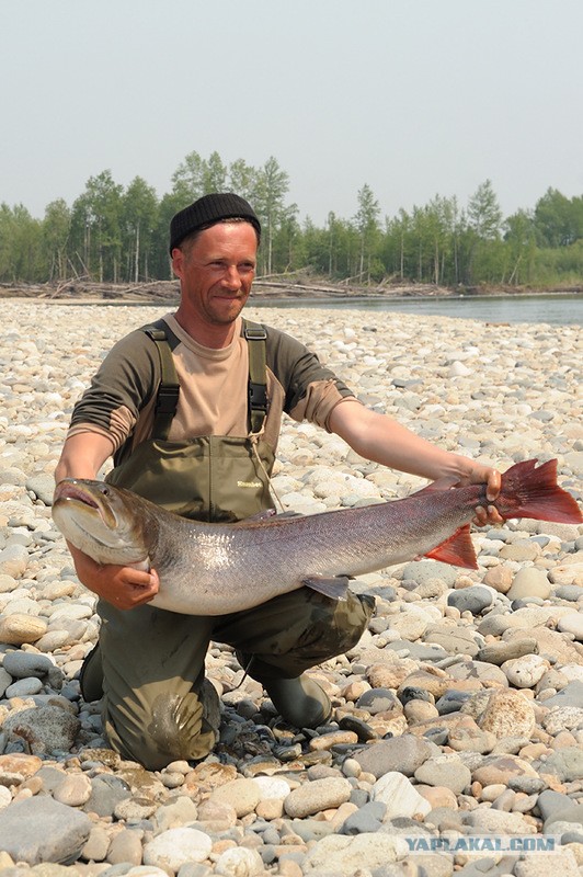 Не нужен нам берег турецкий.