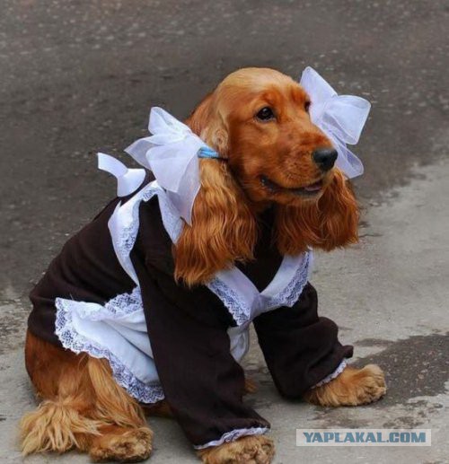 RUSSIAN AЯMY DOG