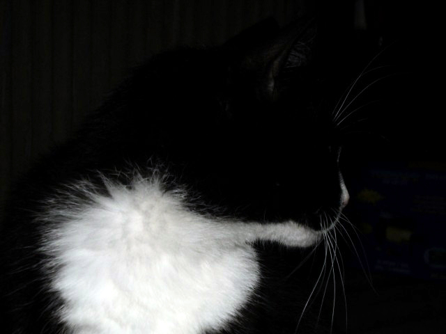 Котовторник 05.03.13