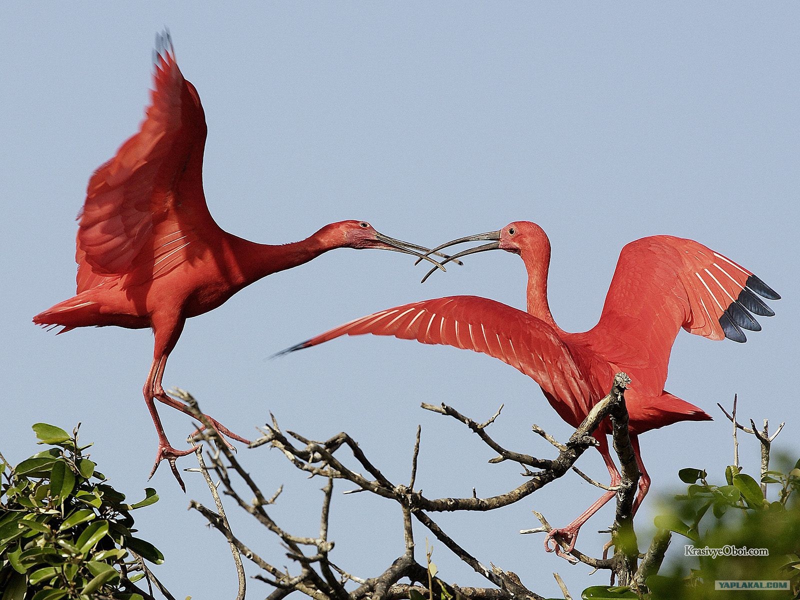 природа птицы розовый фламинго небо облака загрузить