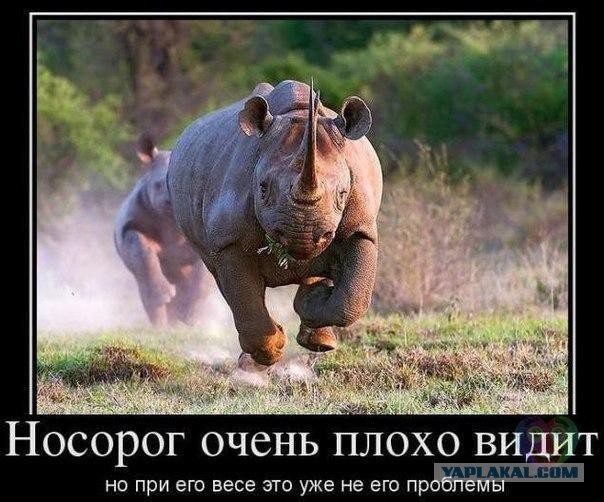 Весёлые картинки