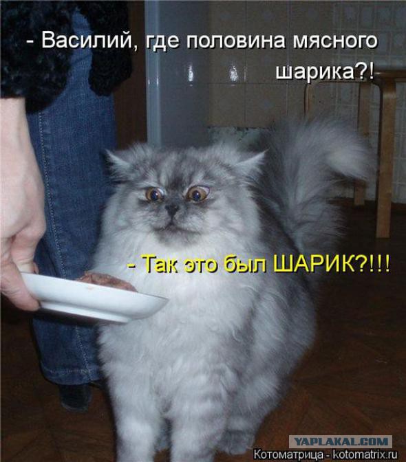 Шарик, ну твою же мать, а!