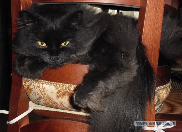 Перепись котопузов открыта=)