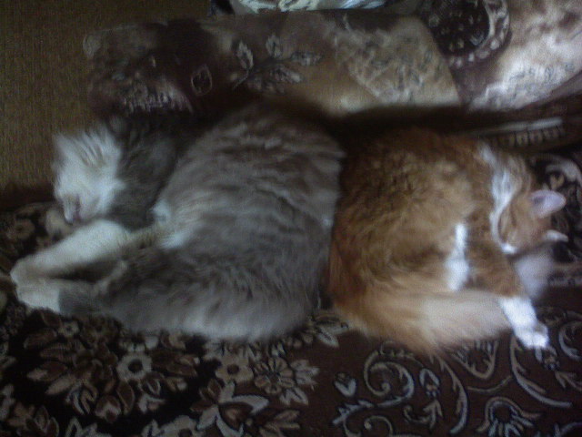Котовторник 31.03.2015