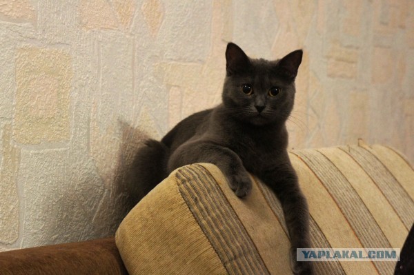 Котовторник 20.10.2015