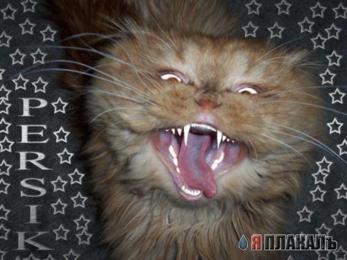 Коты, кошки, котята