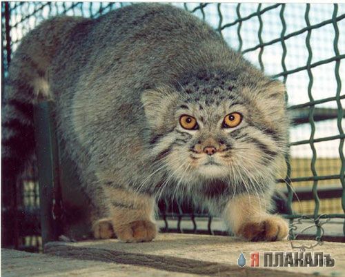 ДИКИЕ КОШКИ