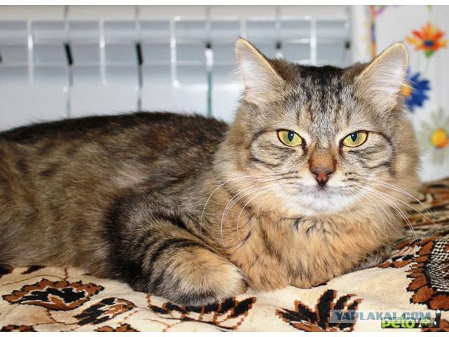 Не берите шиншилл