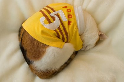 Коты, кошки, котята