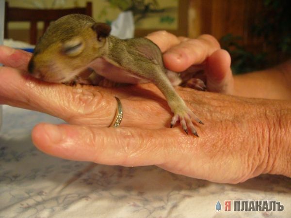 БЕЛКИ. Все про белок, прикольные белки!