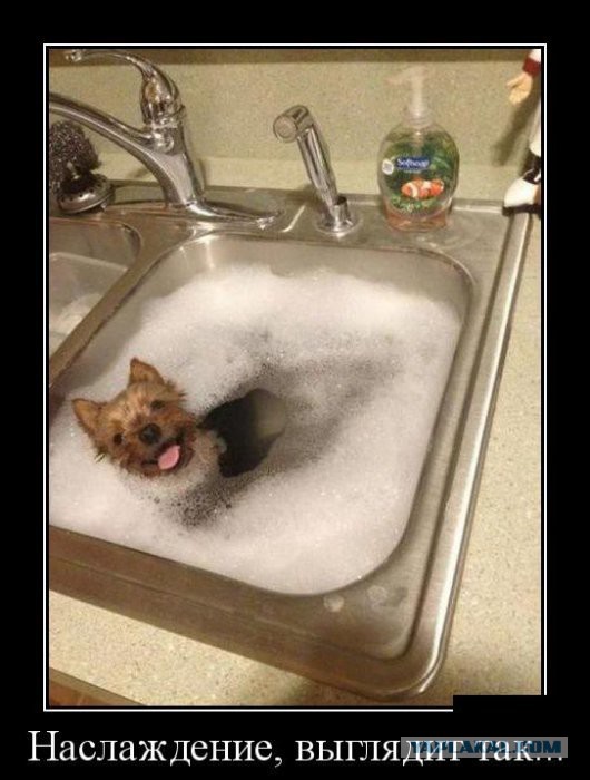 Небольшая подборка демотиваторов