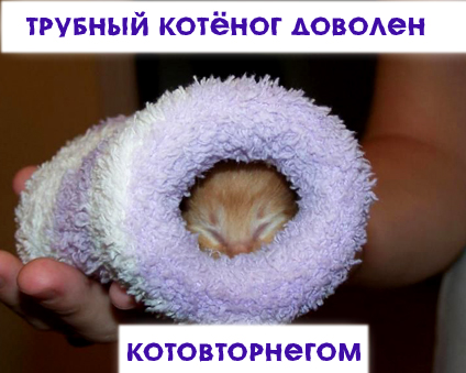 Котовторник!