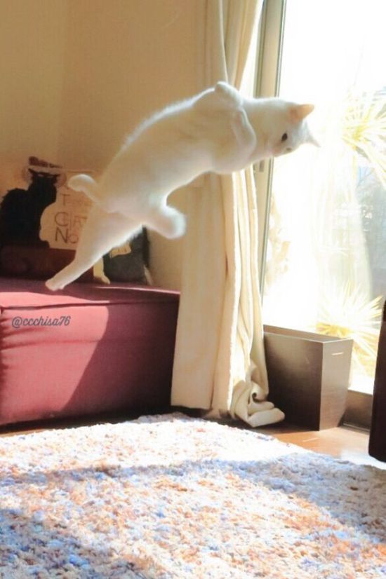 Кошачий балет