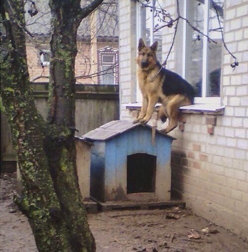 Мохнатые беспредельщики