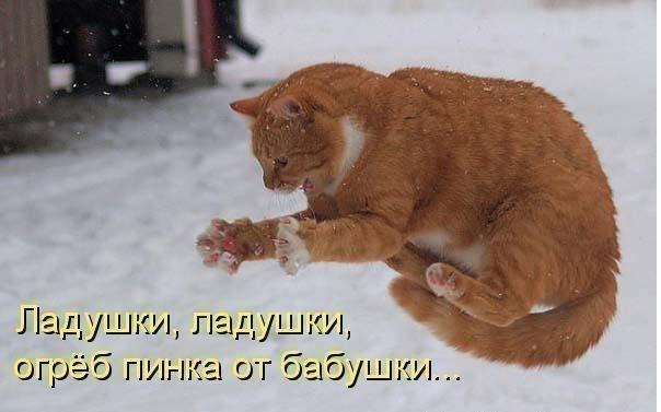 Мохнатые беспредельщики