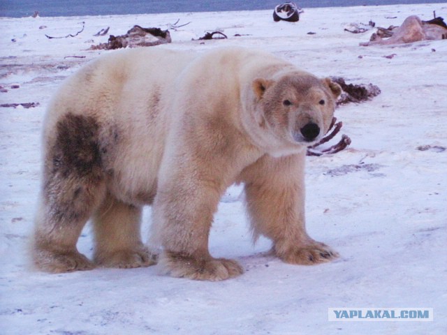 17 семейных фото медведей.