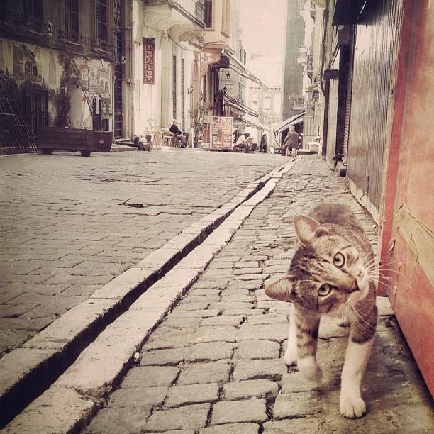 Коты и Кошки