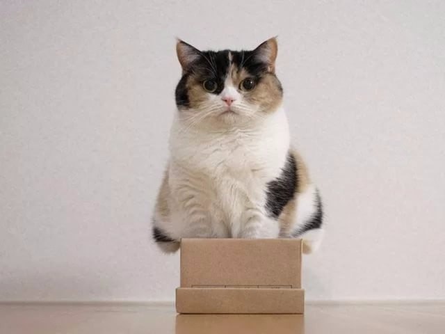 Коты и Кошки